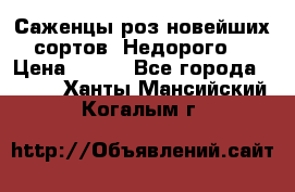 Саженцы роз новейших сортов. Недорого. › Цена ­ 350 - Все города  »    . Ханты-Мансийский,Когалым г.